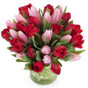Romance Tulips 1
