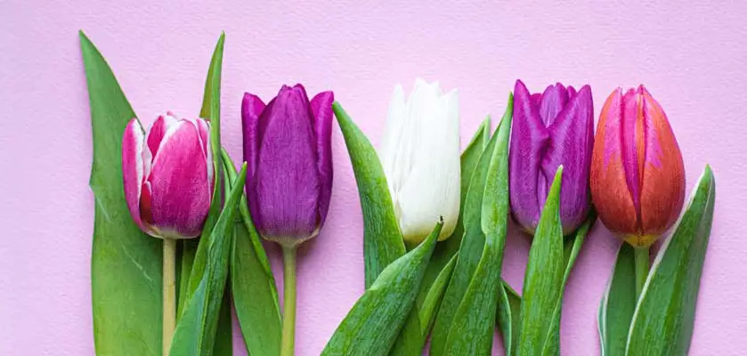 cosmeagardens_hero-banner-1-1